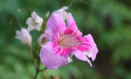 天性高冷傲气的星座，心里爱得不得了，嘴上却言不由衷的说不爱你