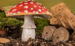 爱莎公主一周星座运势（1.31-2.6）