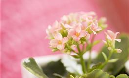 伊娃2022年十二星座爱情运程