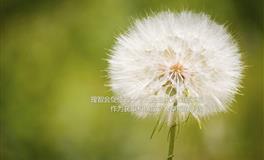 这4大星座，低调的背后隐藏着特殊的才华，越了解越崇拜他们