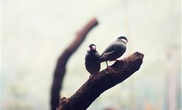 小乖麻2022年1月星座运势