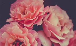 花甜天秤座2022年4月运势