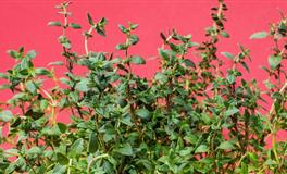 12星座男选择另一半最在乎的是…