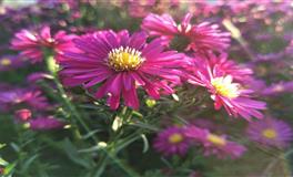 四大血型配对指数，谁是你的一百分