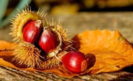 很善良，也很有城府的星座，打击报复毫不手软