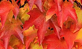 苏珊米勒每日运势2022年3月19-20日