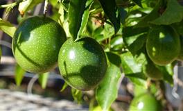 闹闹女巫店天秤座一周运势(3.21-3.27)