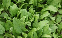 看似单纯，实际上却最难对付的3大星座