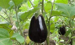 杀破狼处女座一周运势(3.28-4.3)