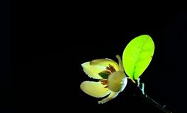 特别善解人意，值得信赖的四大星座