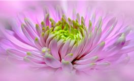 表里不一心机城府极重的三大星座！