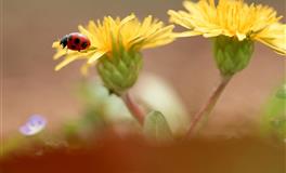 苏珊米勒每日运势2022年4月5日