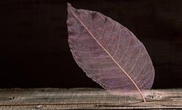 占星骑士巨蟹座2022年4月感情运势