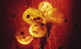 未来三个月12星座桃花提醒！