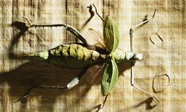 星座女神双子座一周运势(4.4-4.10)