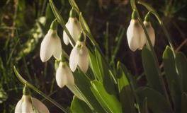 羲邑师姐生肖羊一周运势(4.4-4.10)