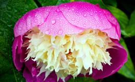 百变巫女双子座一周运势（4.25-5.1）