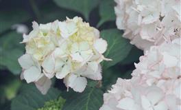 Pandora占星小巫天秤座2022年4月运势