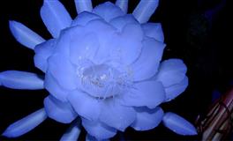 闹闹女巫店巨蟹座一周运势(4.25-5.1)