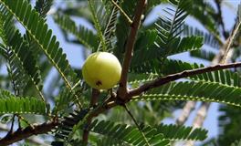 杀破狼双子座一周运势(4.4-4.10)