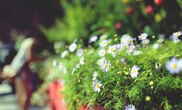 Kiddo狮子座一周运势（4.25-5.1）