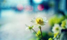 适合娶回家的生肖女，做老婆能旺家