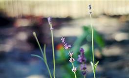 苏珊米勒每日运势2022年4月29日