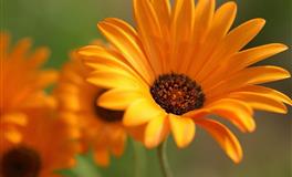 为人非常低调，总是默默无闻工作的生肖