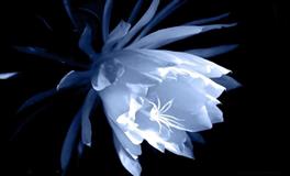 苏珊米勒一周星座运势（5.2-5.8）