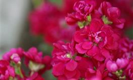 面对出轨该怎么做？这些星座吃了原谅套餐，当然是原谅他啊？