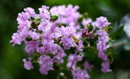 异性缘超好，却总遭遇烂桃花的三个生肖