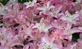 最讨厌被人冷落的三大星座，你若拿他当空气，他便视你为尘埃