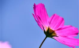 神叨酱心灵疗愈指引2022年5月26日