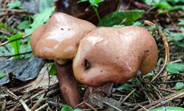 杀破狼水瓶座一周运势(5.16-5.22)