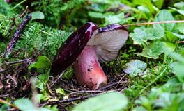 羲邑师姐：生肖猴一周运势(5.30-6.5)