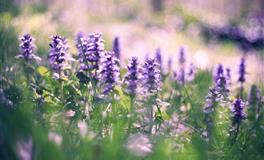 Lunita占星之旅天蝎座一周运势(5.2-5.8)