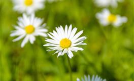 Kiddo魔羯座一周星座运势（5.9-5.15）