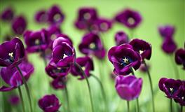 杀破狼天秤座一周运势(5.9-5.12)