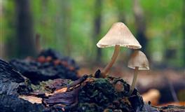 2022年5月财运事业两得意的星座