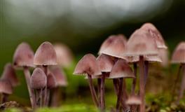 郑博士：每周生肖运势（5.30-6.5）