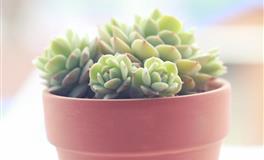 Alex巨蟹座一周运势（5.23-5.29）