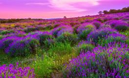 竹猫星球天蝎座一周塔罗运势（5.2-5.8）