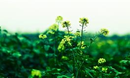 杀破狼处女座一周运势(5.16-5.22)