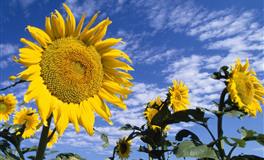 这三个星座有机会在本月获得成长“经验值”