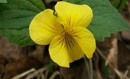 十二生肖一生中的劫数是几岁