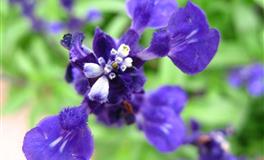 静电鱼巨蟹座一周运势(5.23-5.29)