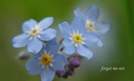 未来三个月，12星座桃花在哪里？