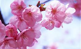 杀破狼白羊座一周运势(5.30-6.5)