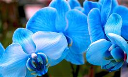 花甜水瓶座2022年6月运势