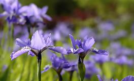 苏珊米勒每日运势2022年5月10日